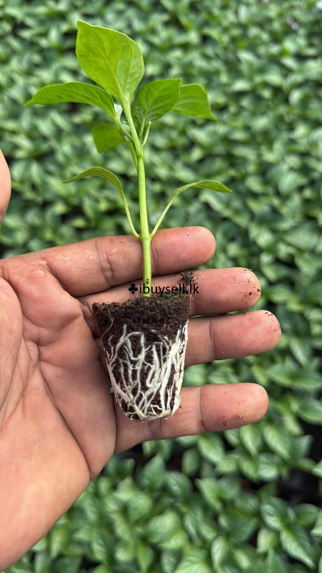 Plant  FOR SALE -Colombo