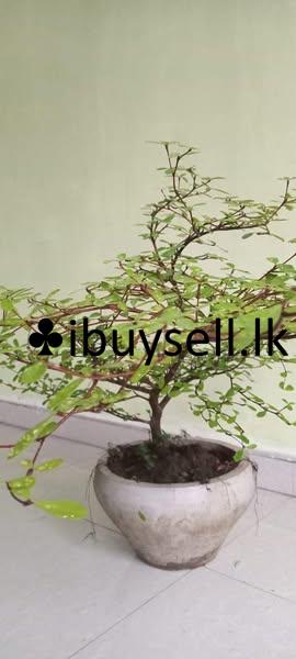 Plant for sale -Homagama