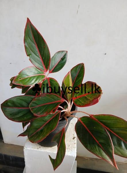 Aglonima plants for sale!