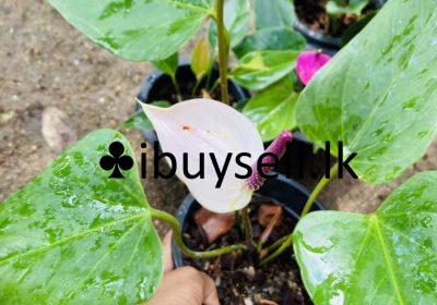 482245854_571955692518312_4317750228559570948_n