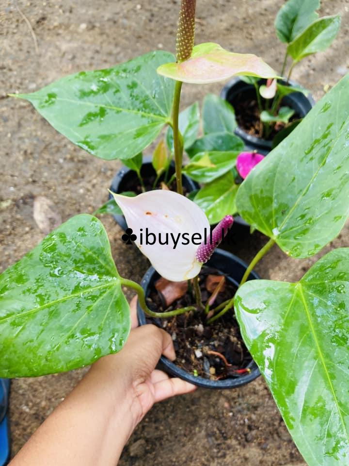 Alexia violet For sale