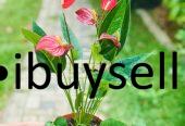 Anthuriyam Flower plant for sale