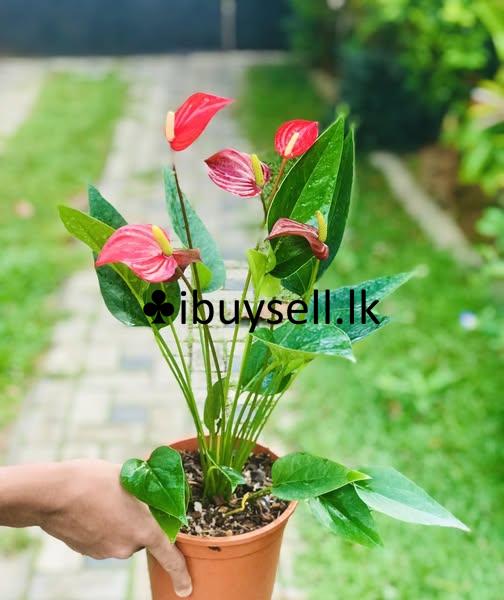 Anthuriyam Flower plant for sale