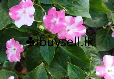 482260278_1589818254967936_4211815262862633880_n