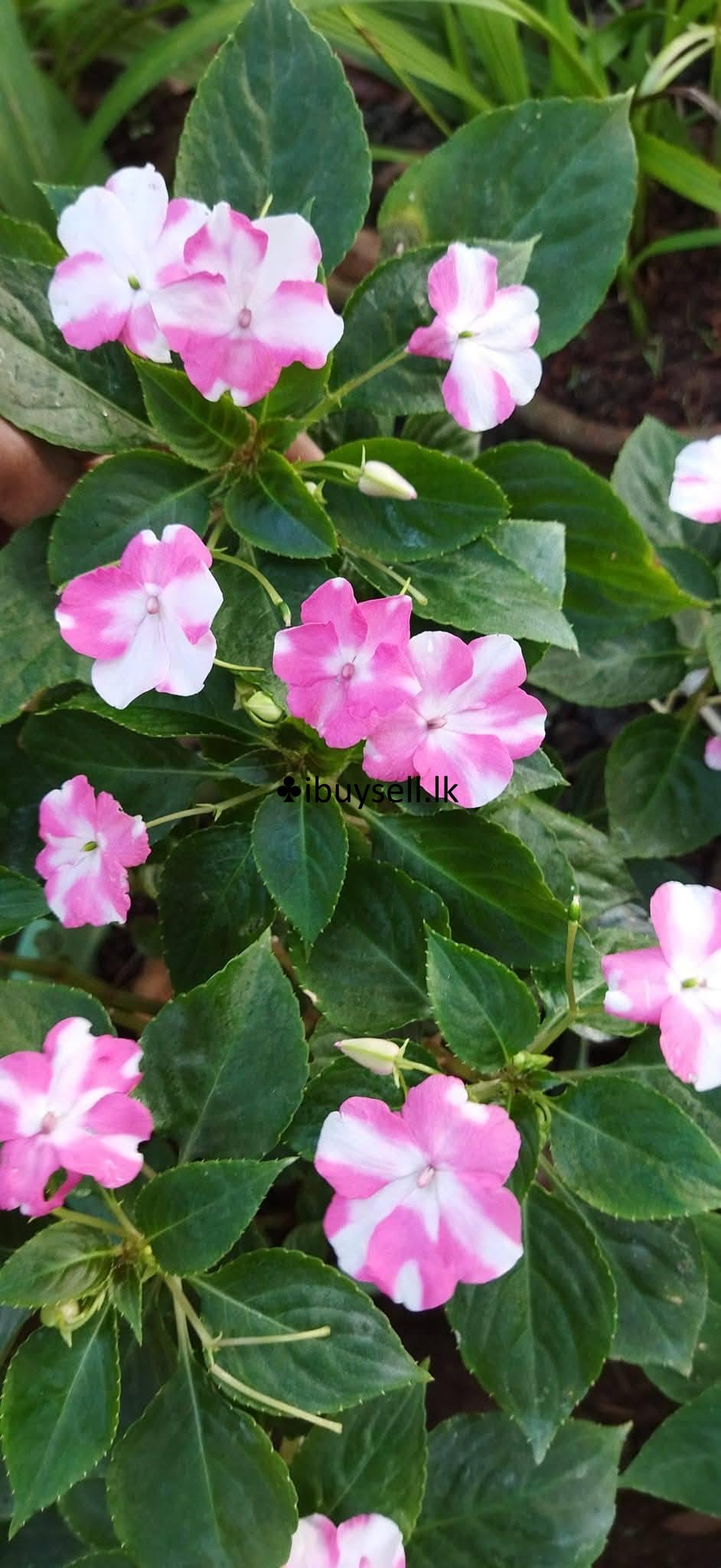 Lice plants for sale – Colombo