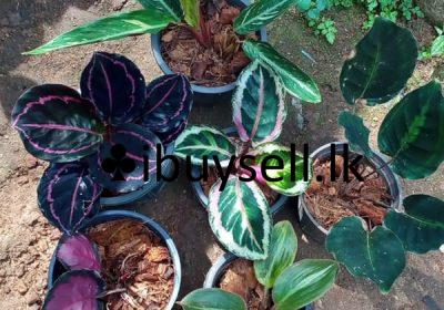 482260298_1194051178954592_5824227016346818884_n