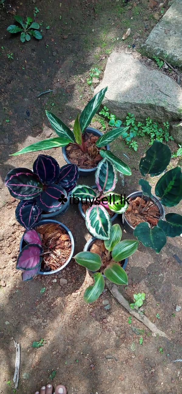 Calathea plants for sale