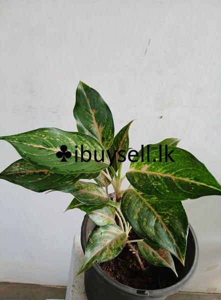 Aglonima plants for sale!