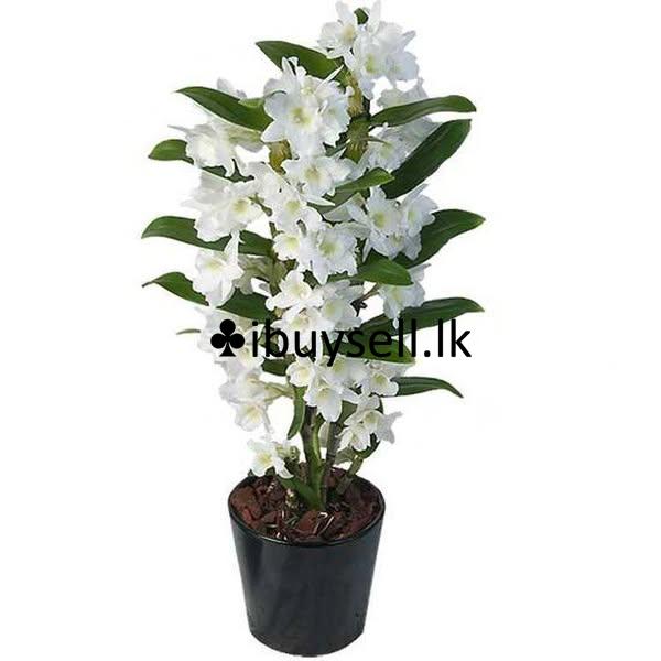 Dendrobium Nobile compost