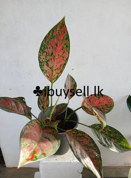 Aglonima plants for sale!