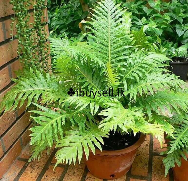 Indoor and Outdoor plants sale