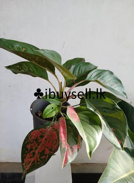 Aglonima plants for sale!