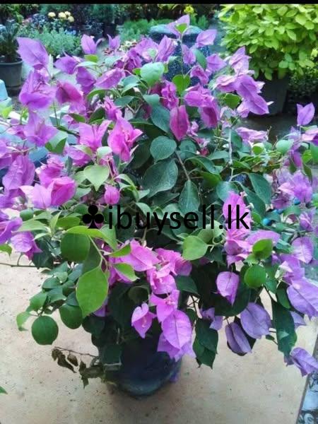 Boganwila Planst For Sale!