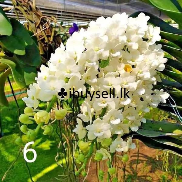 Flower plants for sale