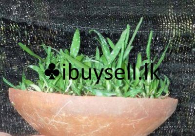 482325148_526251483845154_3739477205131913532_n