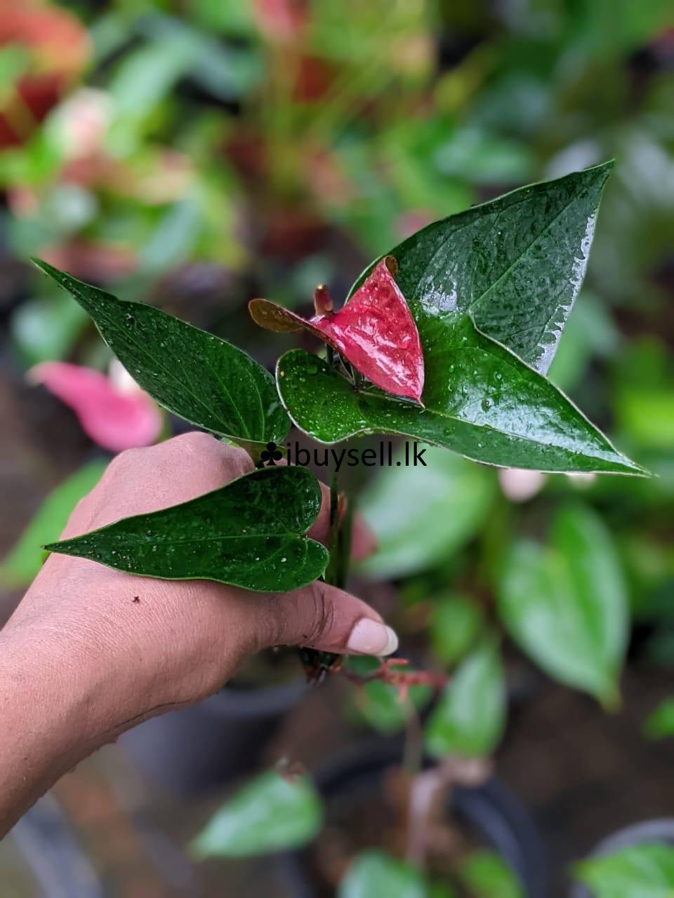 Black anthuriyam for sale