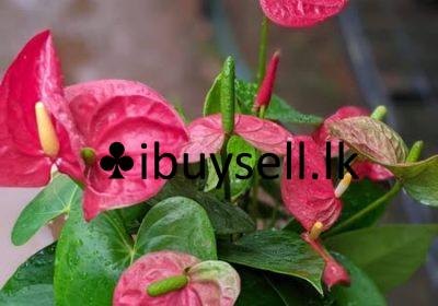 482327228_1179023224232554_827198263196293304_n