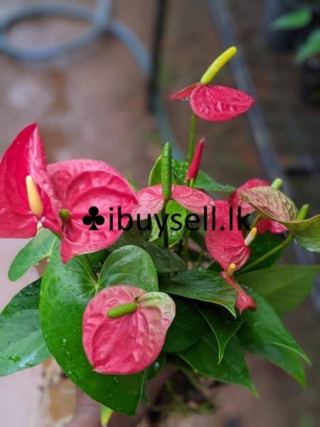 Anthuriyam plants for sale
