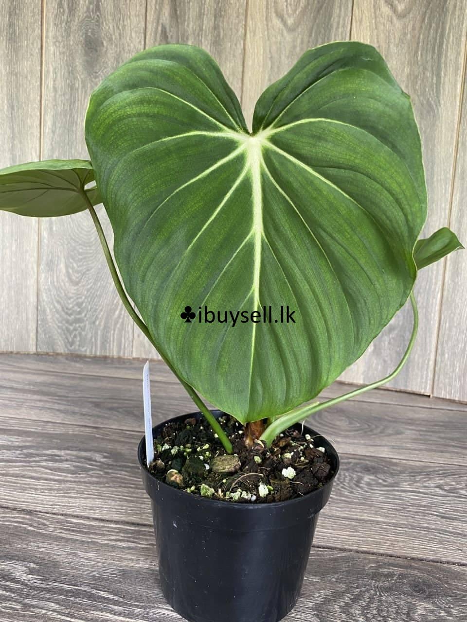 Indoor and Outdoor plants sale