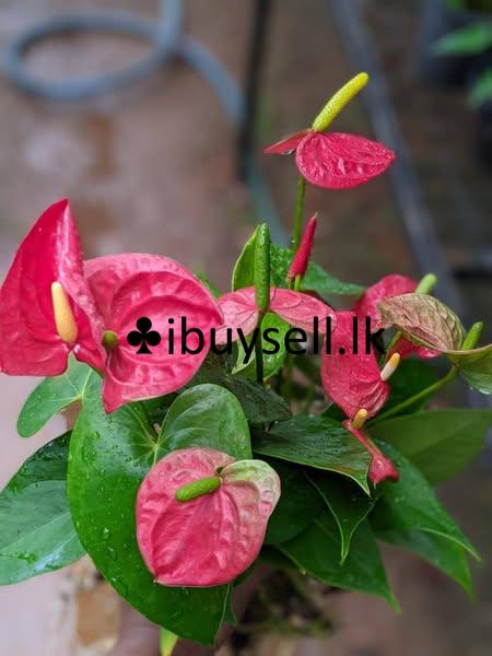 Anthuriyam plants for sale