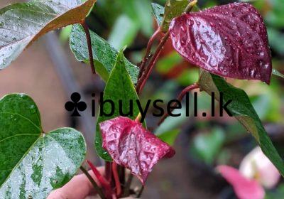 482329087_1179020917566118_7409713863944156697_n