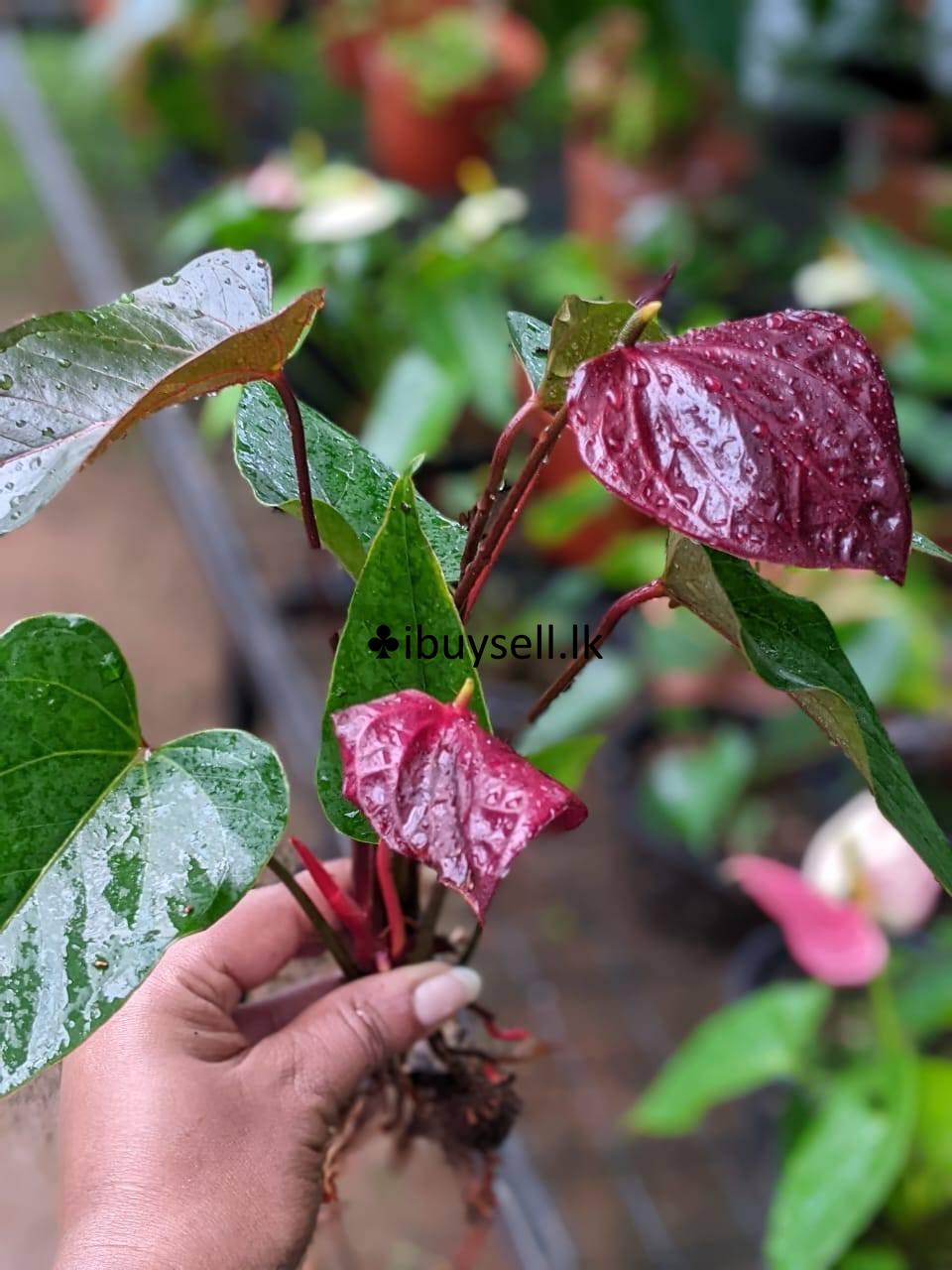 Black anthuriyam for sale