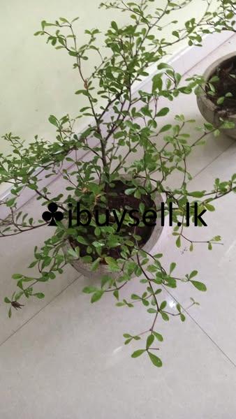 Plant for sale -Homagama