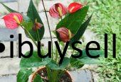 Anthuriyam Flower plant for sale
