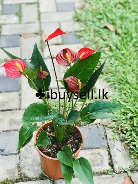 Anthuriyam Flower plant for sale
