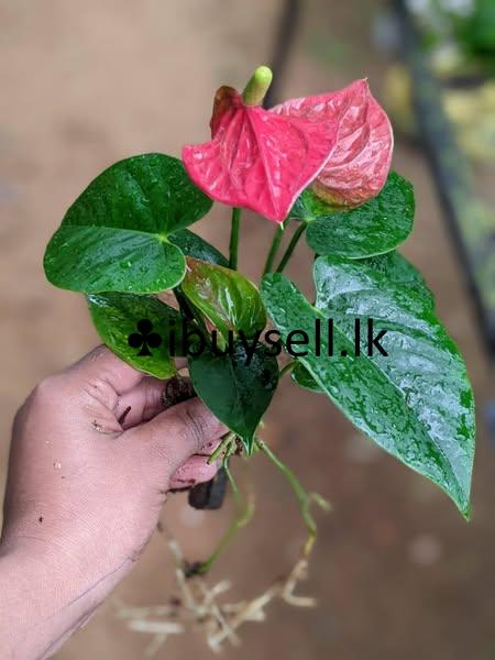 Anthuriyam plants for sale