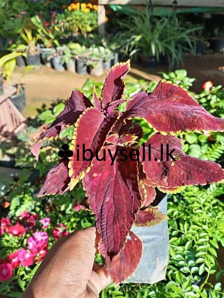 Kolius flower plants for sale!
