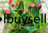 Anthuriyam Flower plant for sale