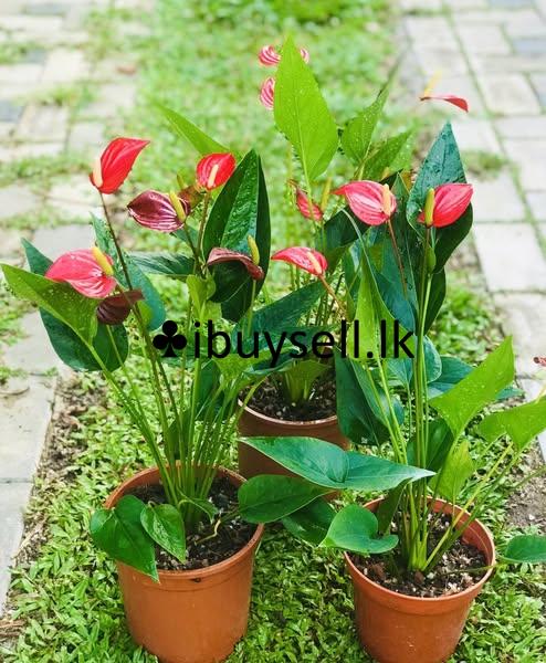 Anthuriyam Flower plant for sale