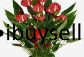 Anthuriyam Flower plant for sale