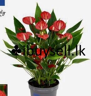 Anthuriyam Flower plant for sale