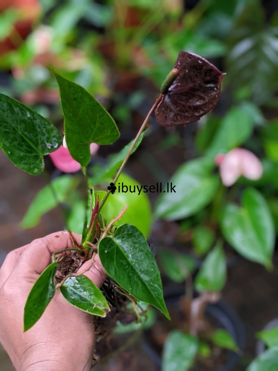 Black anthuriyam for sale