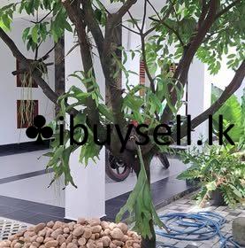 483591730_1011403010837368_2225624031907598898_n-1