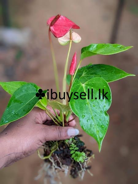 Anthuriyam plants for sale