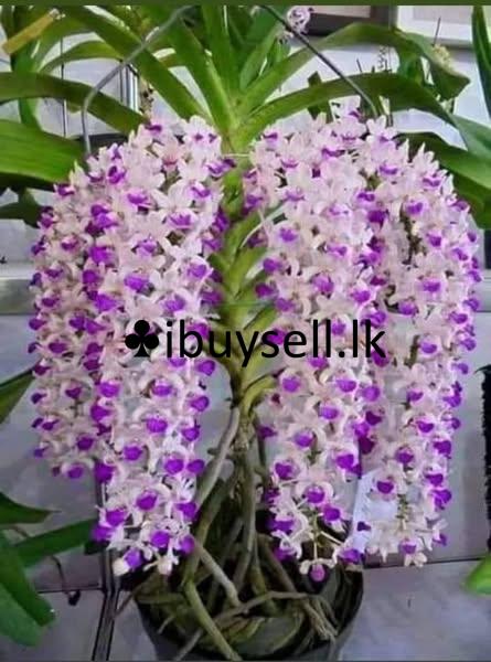 Flower plants for sale