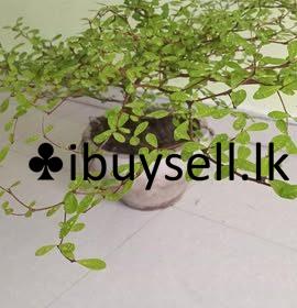 483957552_1655853565359603_1785214224600004712_n