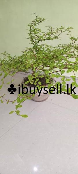 Plant for sale -Homagama