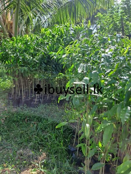 Agarwood Plants For Sale in Minuwangoda