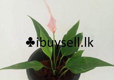 484130933_1049835783856793_2147873155855707211_n