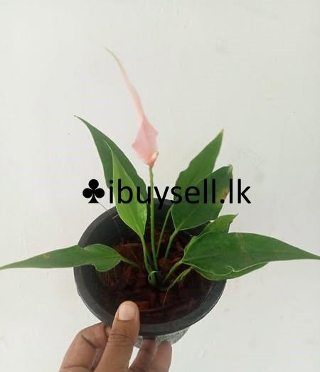 Plants for sale