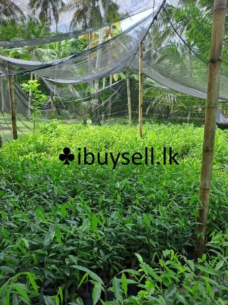 Agarwood Plants For Sale in Minuwangoda