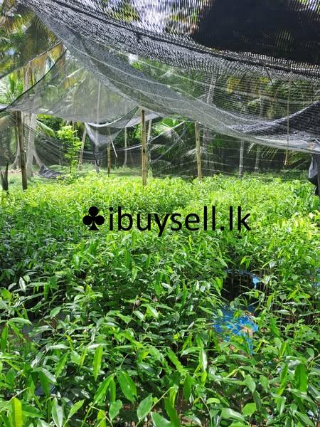 Agarwood Plants For Sale in Minuwangoda