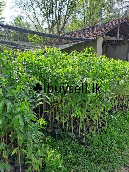 Agarwood Plants For Sale in Minuwangoda