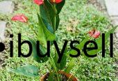 Anthuriyam Flower plant for sale