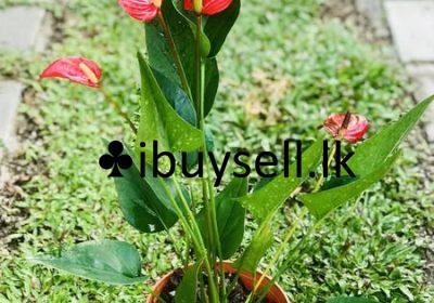 484339862_1316737203100190_2398475201697425674_n