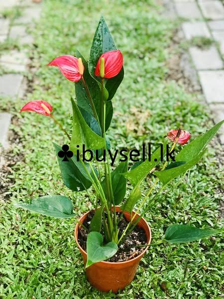 Anthuriyam Flower plant for sale